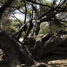 Forêt de Pomac à Chiclayo