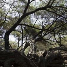 Forêt de Pomac à Chiclayo