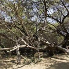 Forêt de Pomac à Chiclayo