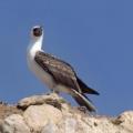 Iles Ballestas