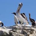 Iles Ballestas