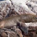 Iles Ballestas