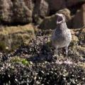 Iles Ballestas