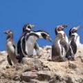 Iles Ballestas