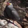 Iles Ballestas