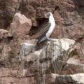 Iles Ballestas
