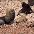 Iles Ballestas