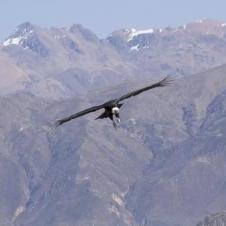 MIrador Cruz Del Condor - Canyon de Colca - Arequipa