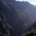 Mirador de Tapay à Canyon del Colca