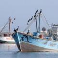 Port de Paracas