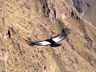 Canyon de Colca, Cruz del Condor y Puno