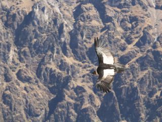 The Colca Canyon and condors