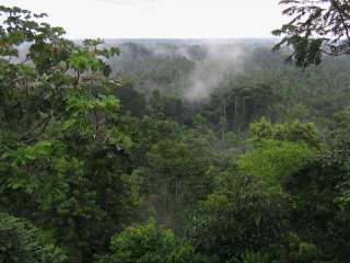 El bosque amazónico y su cultura.